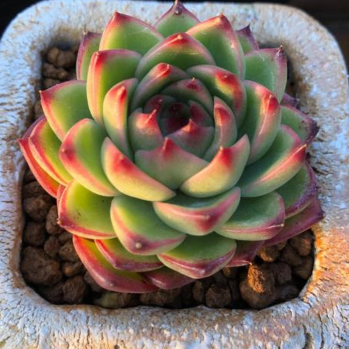 moon rock succulent Echeveria 'Moon Stone'