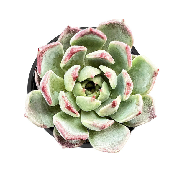 Echeveria 'Night'