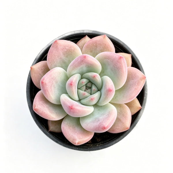 2 inch Mini Succulents For Sale | THE NEXT GARDENER  Thenextgardener