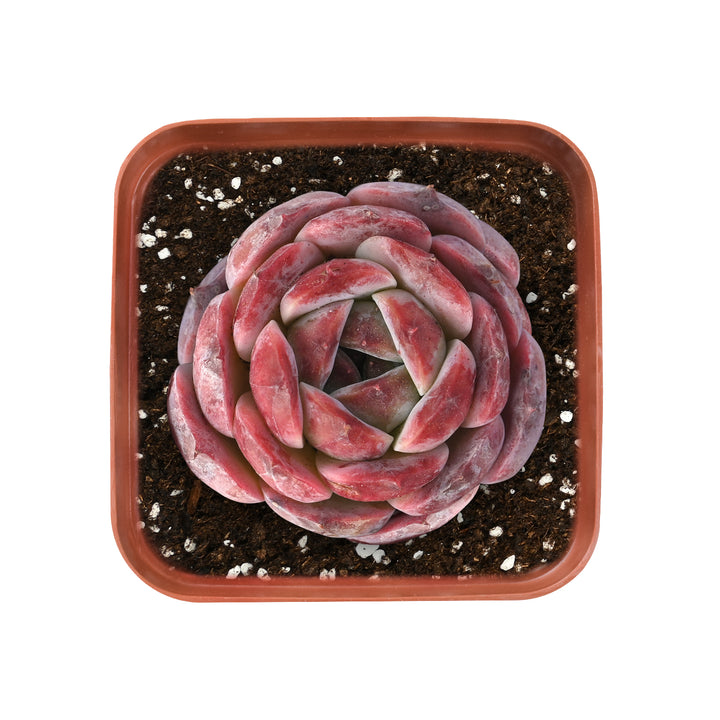 echeveria-red-velvet-sp-unknow-rooted-in-2-inch-pot