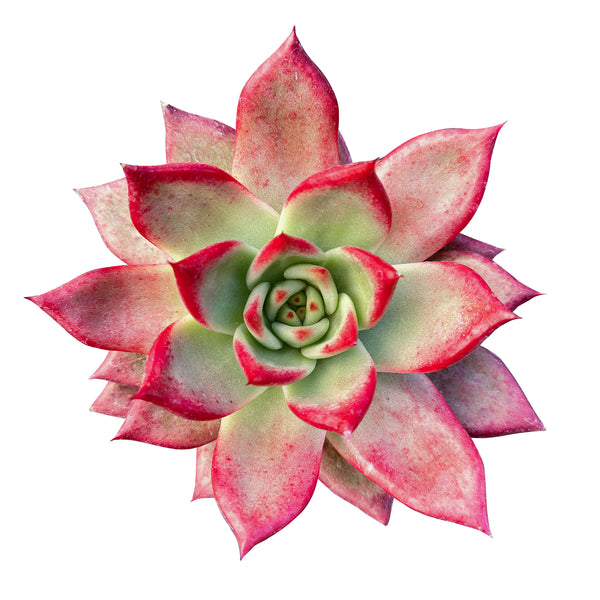 Echeveria Roca (4 inch)