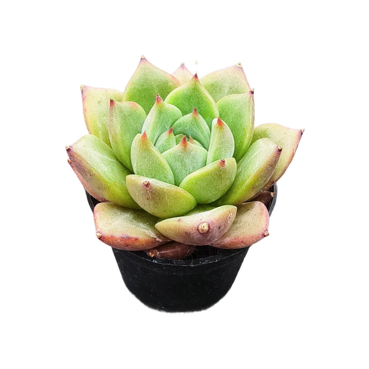 seelene succulents Echeveria 'Selene Spumante'