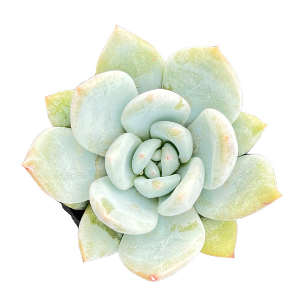 Echeveria 'Snow Angel' Sugar Heart (Rare)