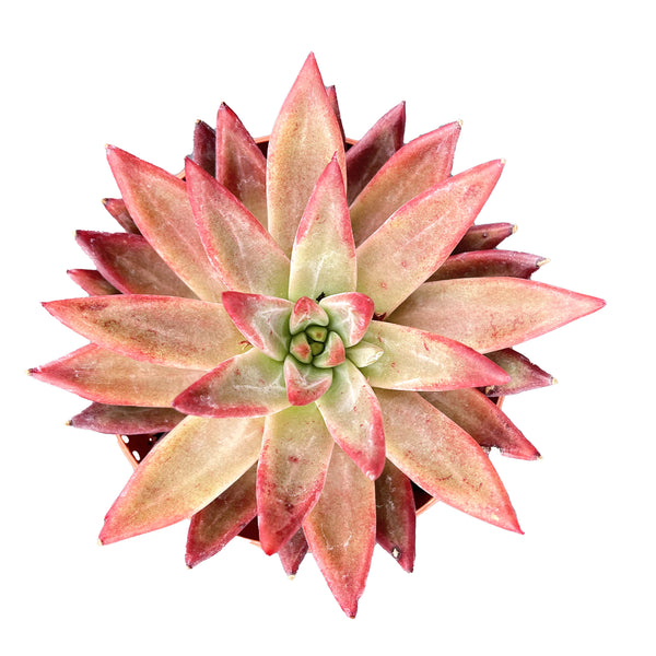Echeveria The Next Gardener RedSoul (4 inch)