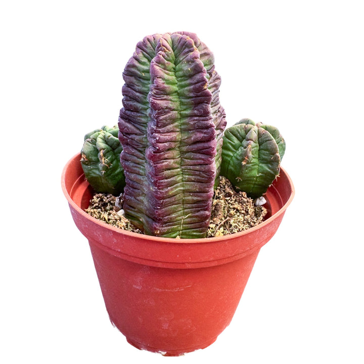 Echinocereus viereckii subs. morricalii (4 inch)  Thenextgardener