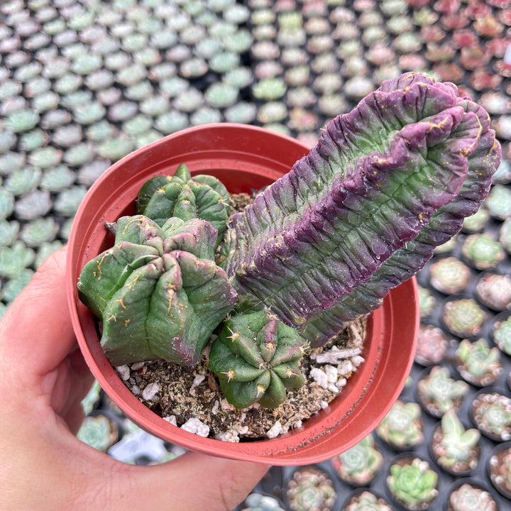 Echinocereus viereckii subs. morricalii (4 inch) – Thenextgardener