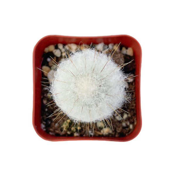 Espostoopsis Dybowskii