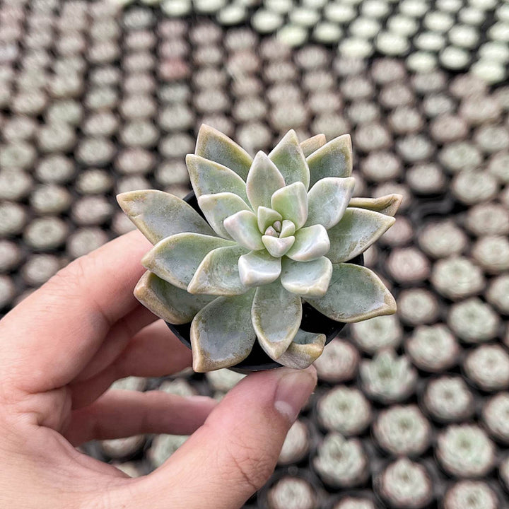 paraguayense succulent Graptopetalum Paraguayense/Ghost Plant