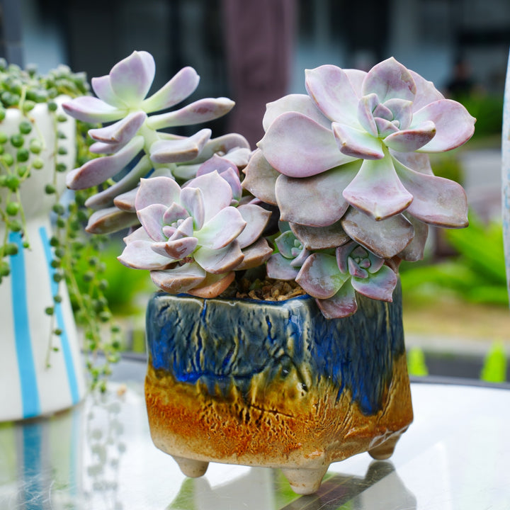 purple delight succulent care Graptopetalum 'Purple Delight'