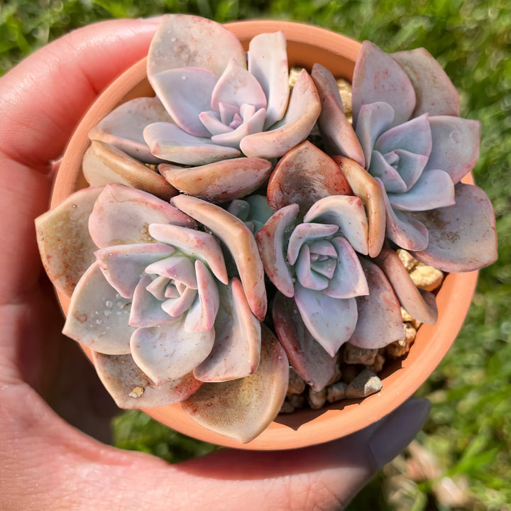 edible candy succulents Graptopetalum Rainbow Candy (Rare) 3 Plants