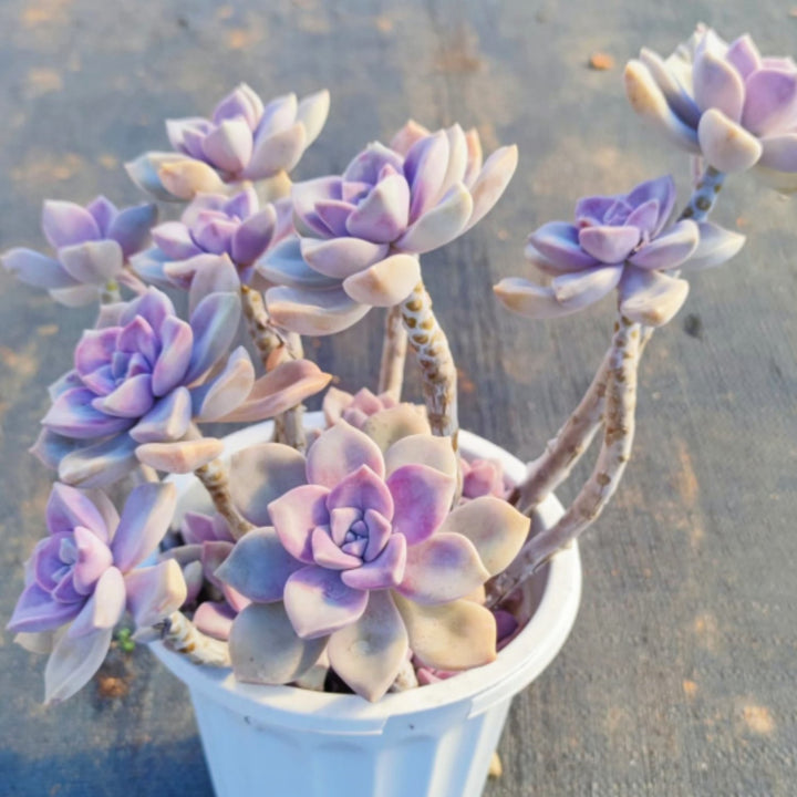 purple flower succulent Graptopetalum 'Purple Delight'