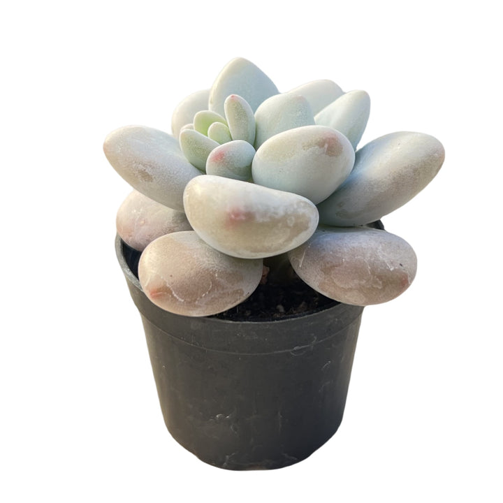 miul succulent Graptosedum Miul 1 Plant