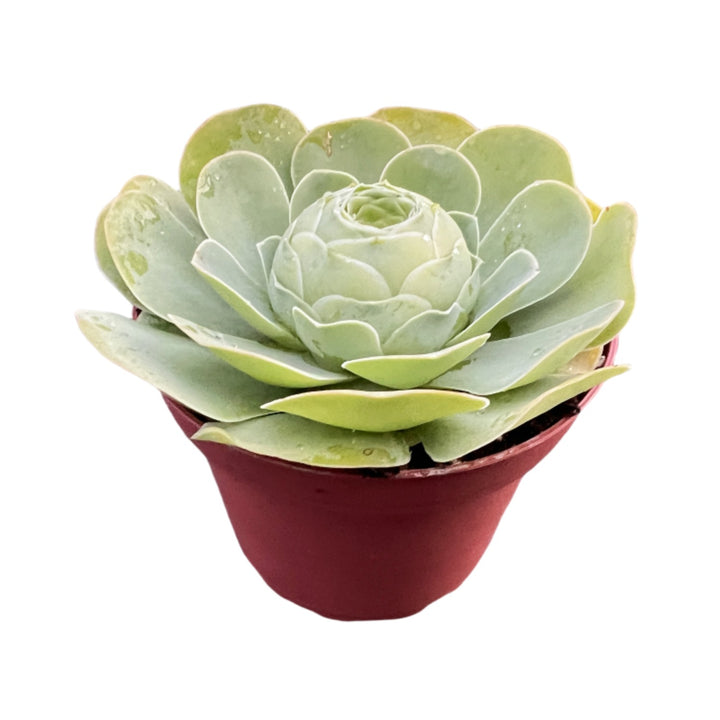 mona lisa succulent Greenovia Mona Lisa (4 inch)