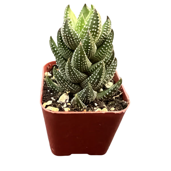 Haworthia coarctataf.chalwini