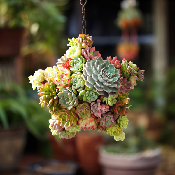 An-Iron-Wire-Frame-Succulent-Star-Shaped-Hanging-Planter-is-hanging-in-the-garden.
