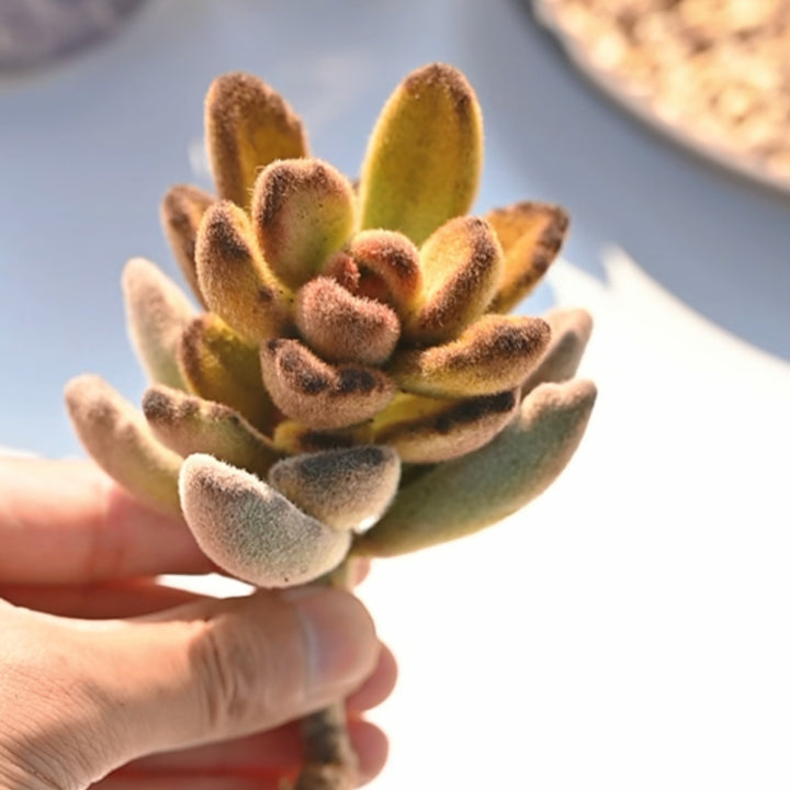 teddy bear succulent care Kalanchoe Tomentosa 'Teddy Bear'