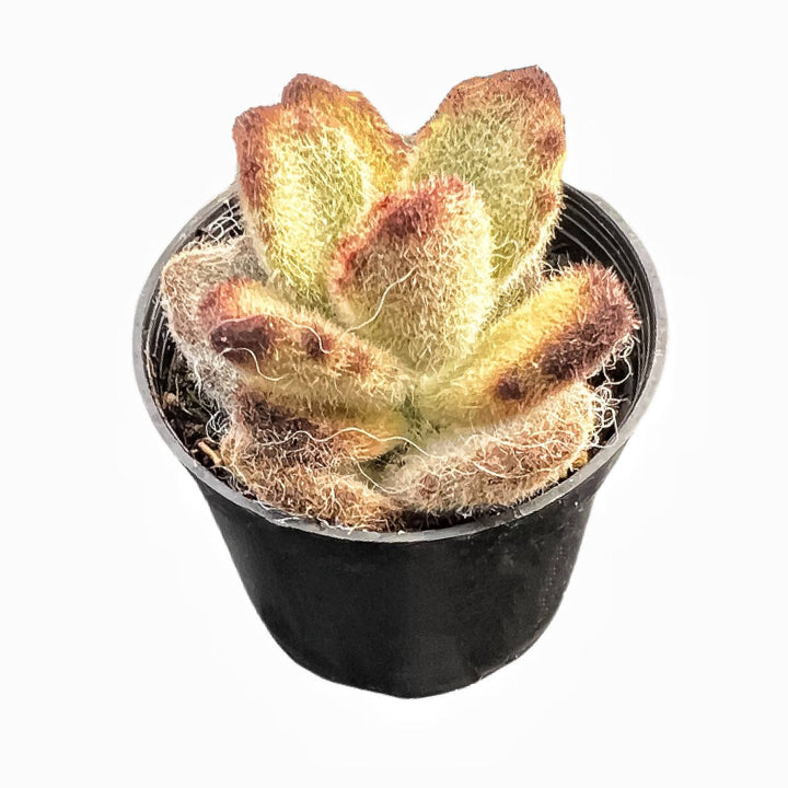 teddy succulent Kalanchoe Tomentosa 'Teddy Bear'