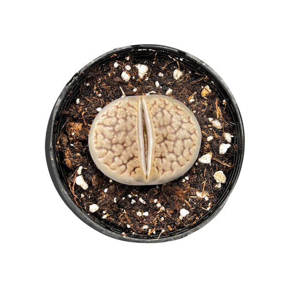 Olithops Lithops Living Stones | THE NEXT GARDENER – Thenextgardener