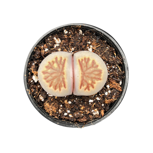 Lithops bromfieldii var. glaudinae