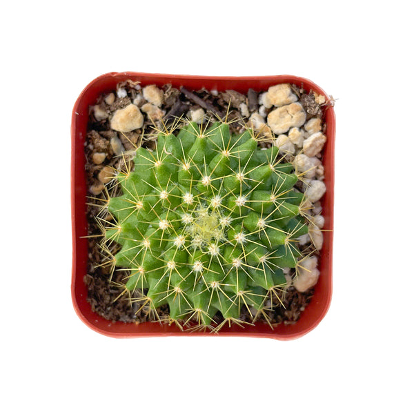 Mammillaria marksiana