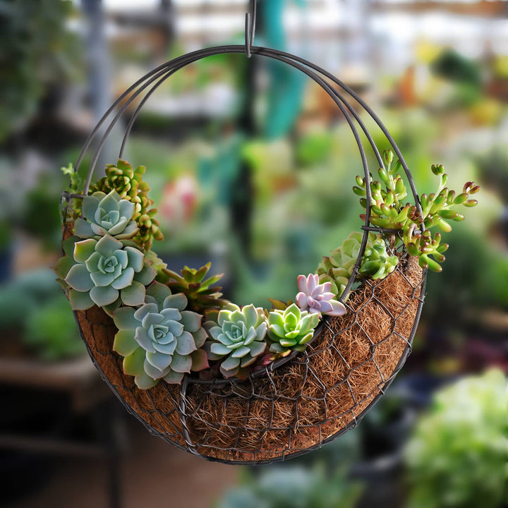 moon-shaped-iron-succulent-hanging-planter-is-hanging-in-the-garden.