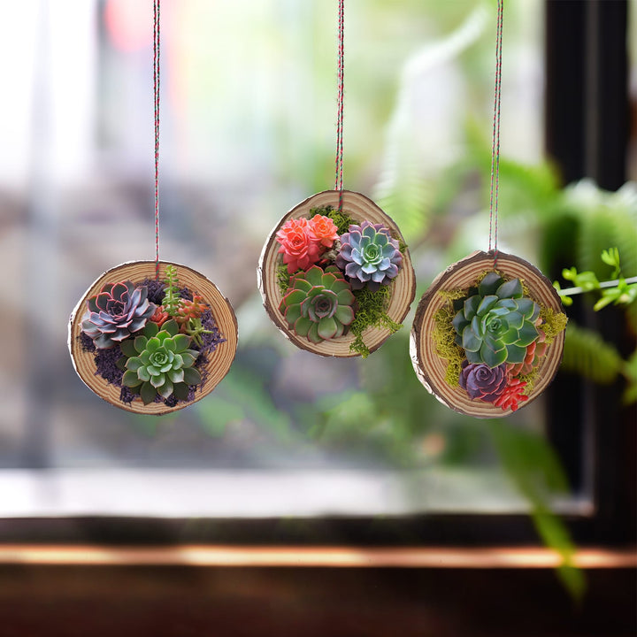 3-large-natural-wood-slices-ornaments-with-succulents-are-hanging
