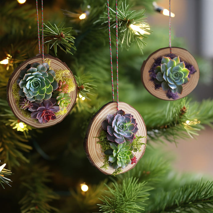 3-natural-wood-slices-ornaments-with-succulents-are-hanging-on-the-christmas-tree.