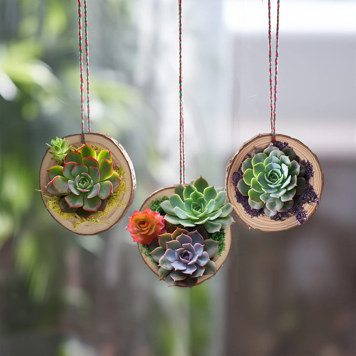 3-small-natural-wood-slices-ornaments-with-succulents-are-hanging