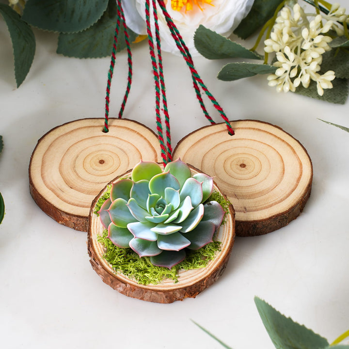 Natural Wood Slices Ornaments with Succulents