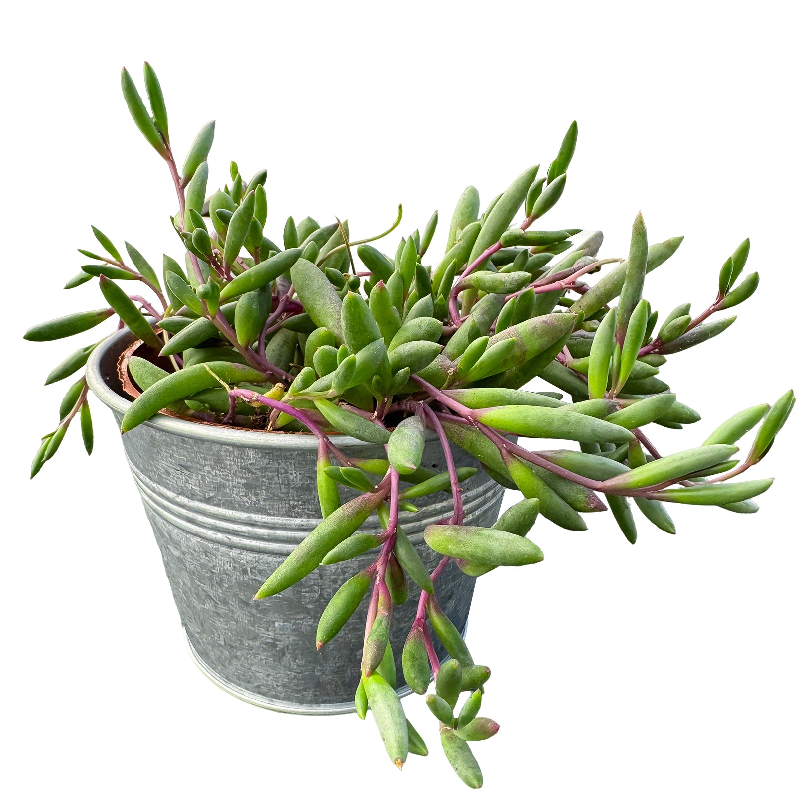 Othonna Capensis/Ruby Necklace, Trailing Succulent | The Next Gardener ...