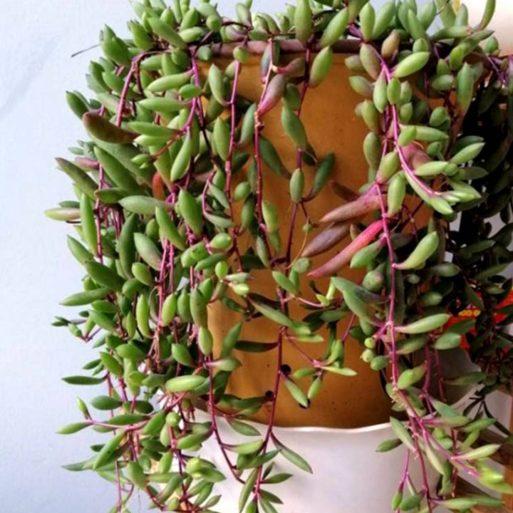 ruby necklace succulent Othonna Capensis/Ruby Necklace, Trailing Succulent