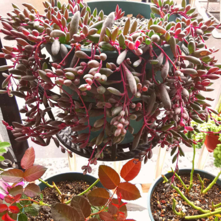 ruby necklace succulent plant Othonna Capensis/Ruby Necklace, Trailing Succulent