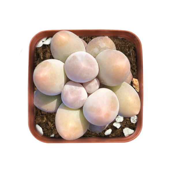 Top view of Pachyphytum Sweet Dumpling