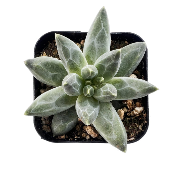 Top view of Pachyphytum Compactum