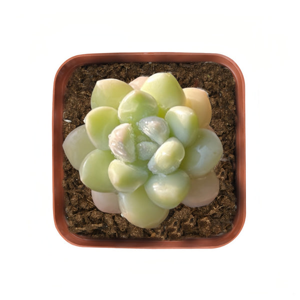 x Pachyveria 'Bubble Candy'
