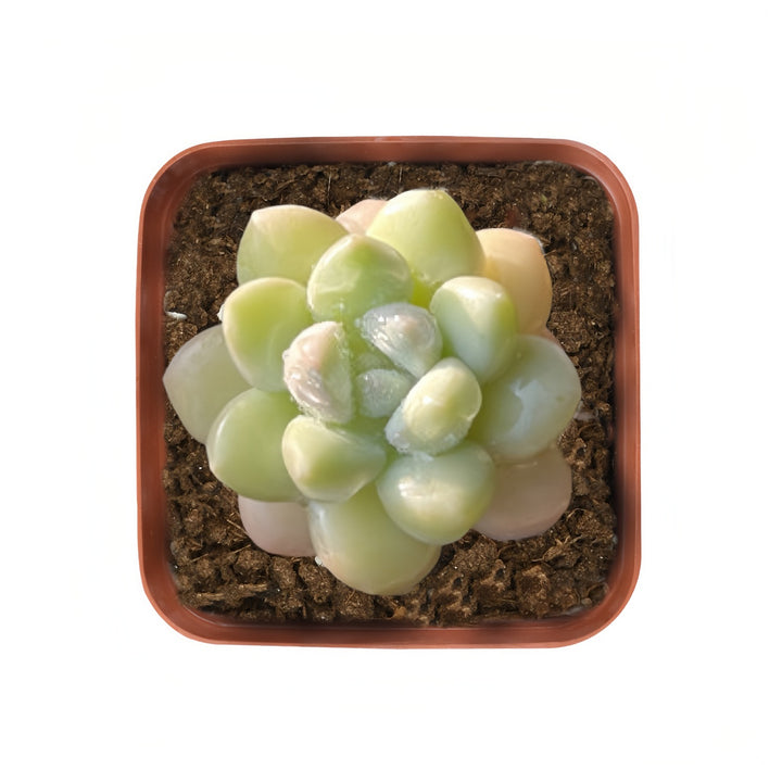 succulents that look like bubbles x Pachyveria 'Bubble Candy' – Thenextgardener