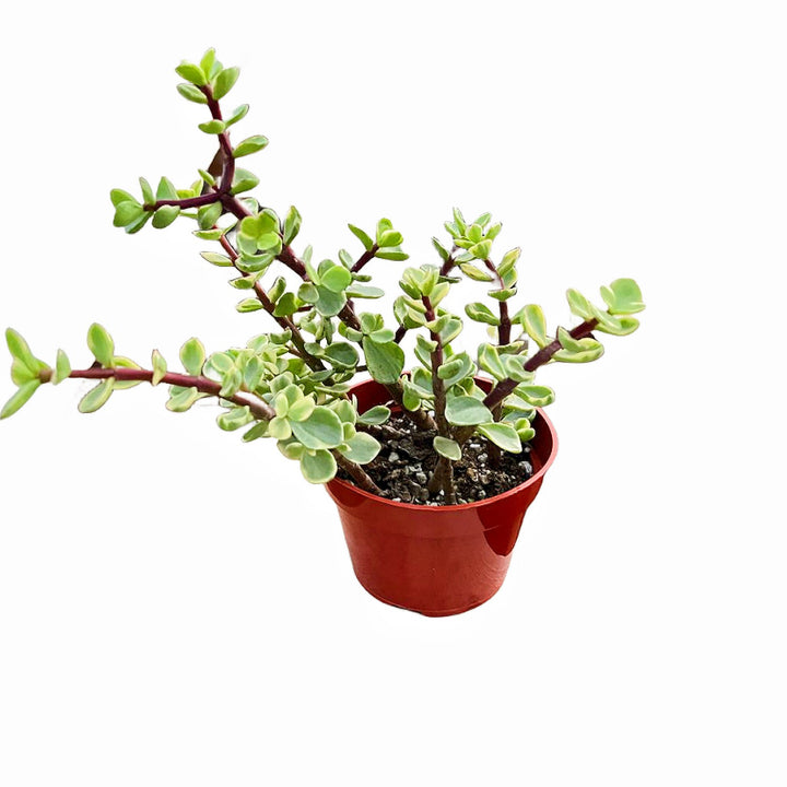 buy portulacaria afra uk Portulacaria Afra 'Variegata' (4 inch)