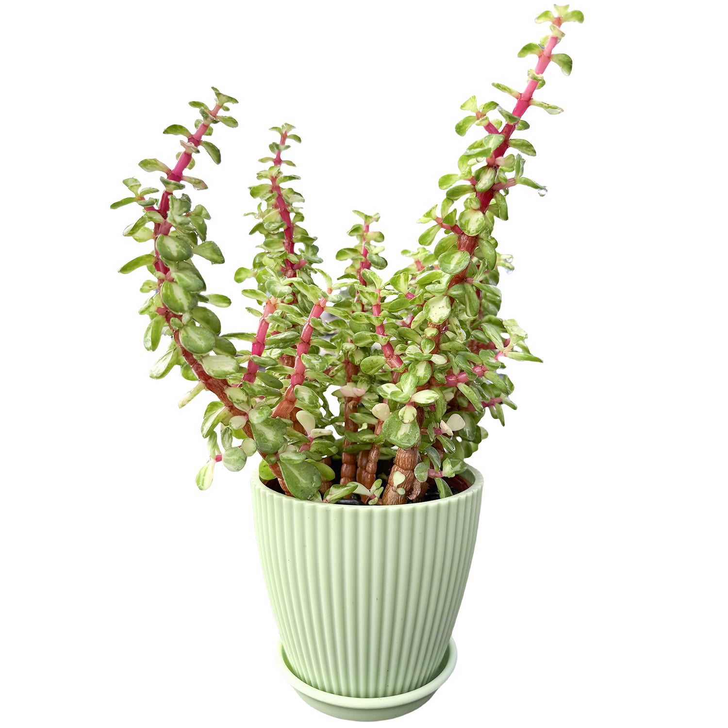 Portulacaria_Afra_Variegata_4_