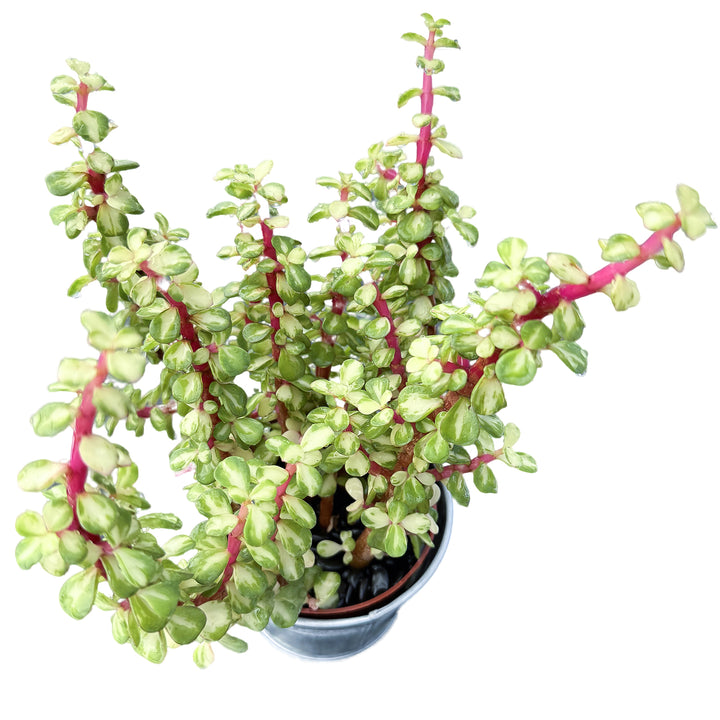 is portulacaria afra an indoor plant Portulacaria Afra 'Variegata' (4 inch)