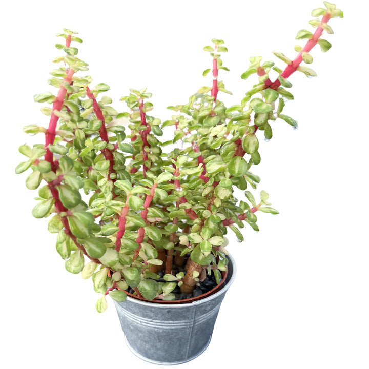 portulacaria afra comprar Portulacaria Afra 'Variegata' (4 inch)