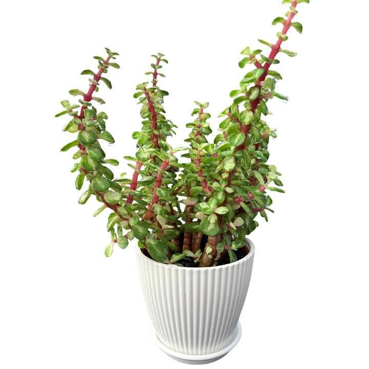 portulacaria afra cat safe Portulacaria Afra 'Variegata' (4 inch)