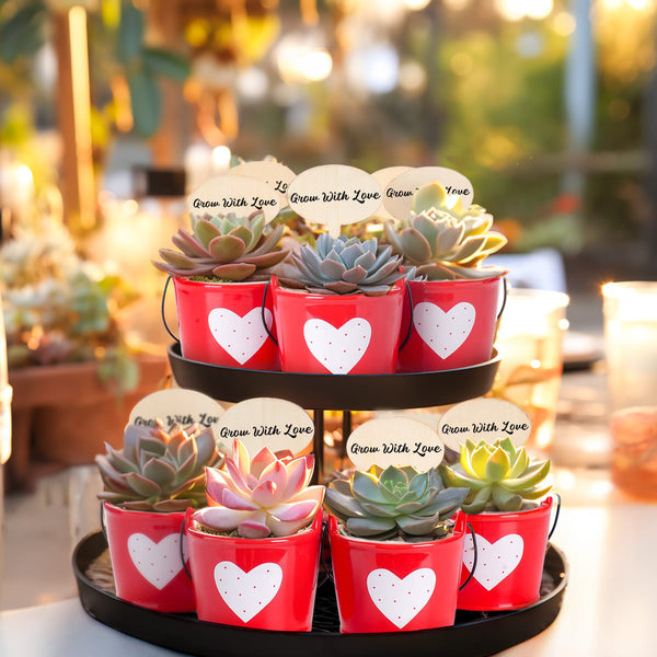 Succulent Wedding Favors, Red Ceramic Buckets