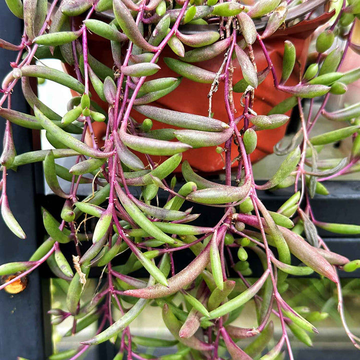 succulent ruby necklace plant Othonna Capensis/Ruby Necklace, Trailing Succulent