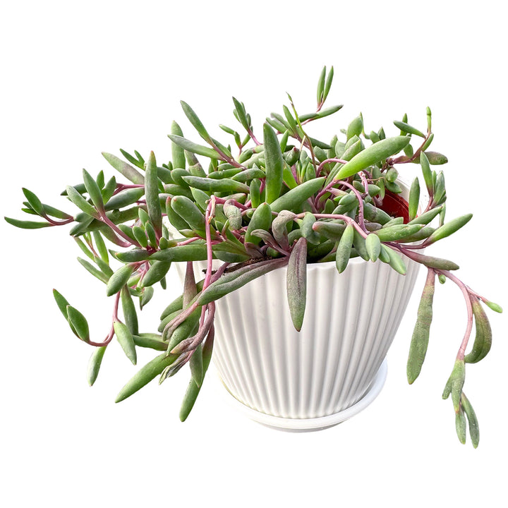 white striped succulent Othonna Capensis/Ruby Necklace, Trailing Succulent