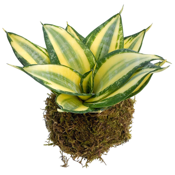 4" Sansevieria 'Golden Hahnii' Kokedama