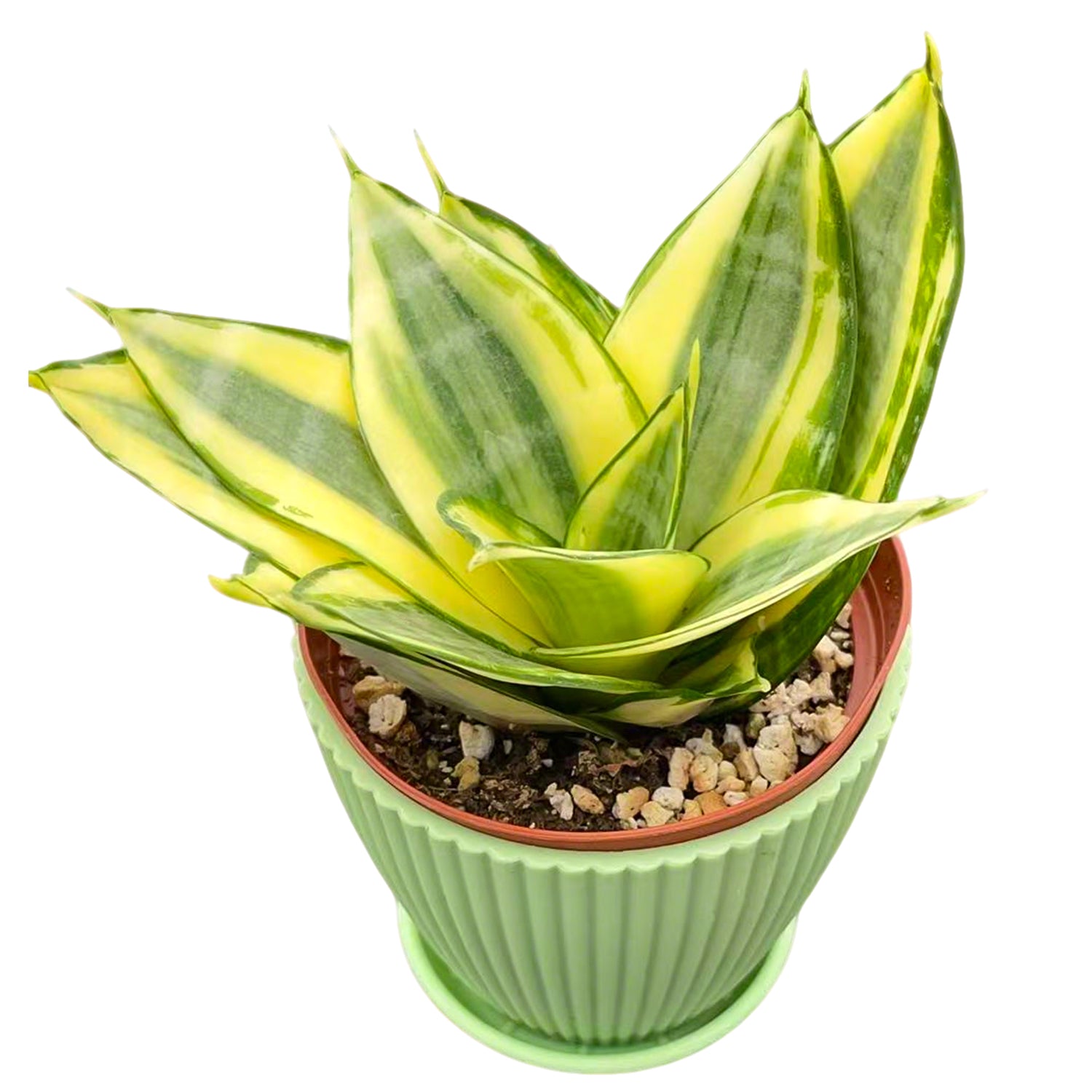sansevieria trifasciata golden hahnii snake plant Sansevieria 'Golden Hahnii' (4 inch) green stripe pot
