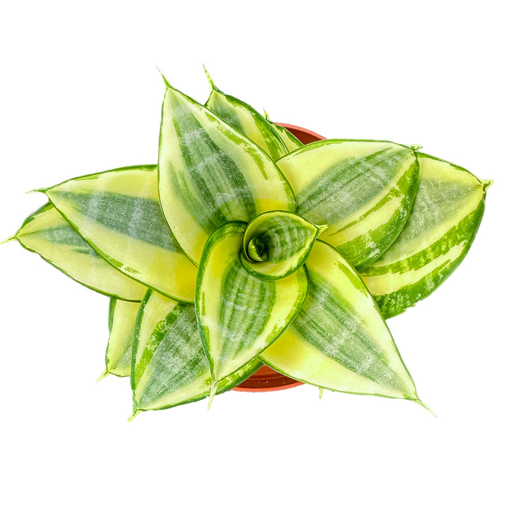 sansevieria golden hahnii for sale Sansevieria 'Golden Hahnii' (4 inch) green stripe pot
