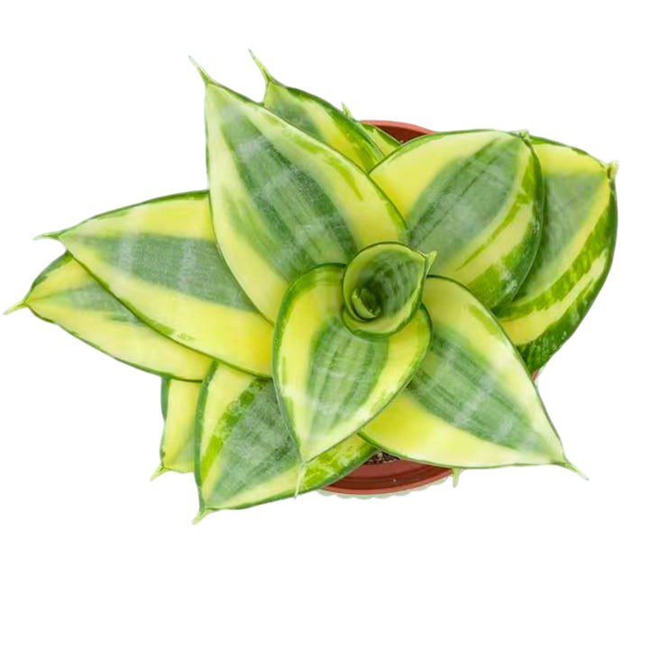 sansevieria trifasciata golden hahnii Sansevieria 'Golden Hahnii' (4 inch) green stripe pot