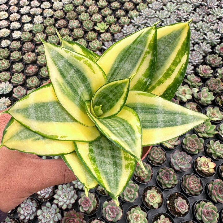 sansevieria trifasciata golden hahnii Sansevieria 'Golden Hahnii' (4 inch) green stripe pot