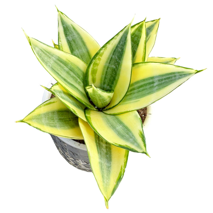 sansevieria hahnii solid gold 4" Sansevieria 'Golden Hahnii' in Self-watering Pot – Thenextgardener